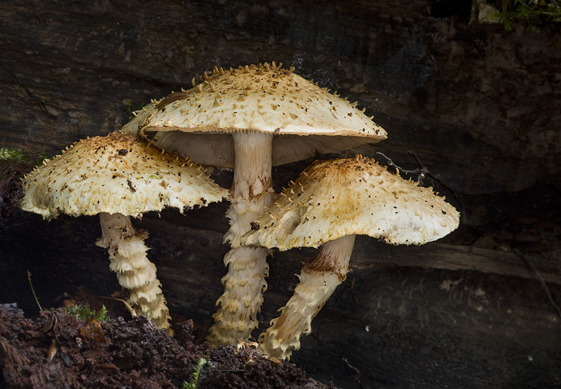 Pholiota squarrosoides